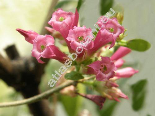 Cestrum elegans (Cestrum elegans (Brongn. ex Neum.) Schltdl., Habrothamnus elegans Scheidw., Habrothamnus purpureum (Lindl.) Standl.)