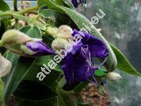 Tibouchina 'Rich Blue Sun' (Lasiandra)