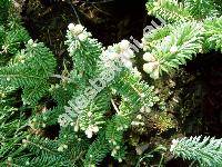 Abies balsamea 'Nana'