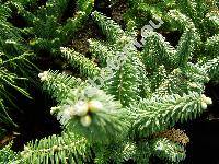 Abies balsamea 'Nana'