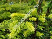 Abies balsamea 'Nana'