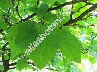 Crataegus pedicellata Sarg. (Crataegus ellwangeriana Sarg., Crataegus coccinea L.)