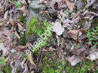 Cystopteris fragilis (L.) Bernh. (Aspidium fragile (L.) Swartz, Polypodium fragile L.)