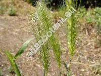 Hordeum murinum L.