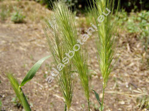 Hordeum murinum L.