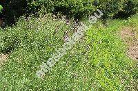 Cirsium arvense (L.) Scop. (Cnicus arvensis (L.) G., Cirsium incanum Bieb., Breea arvenis (L.) Less., Serratula arvensis L.)