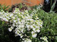 Arabis x suendermannii