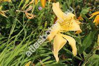 Hemerocallis lilioasphodelus L. (Hemerocallis flava (L.) L.)