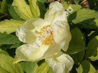 Paeonia mlokosewitschii Lom.