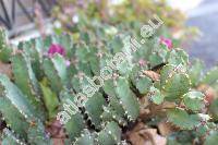 Euphorbia resinifera (Euphorbia resinifera Berg., Tithymalus)