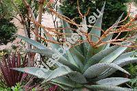 Aloe ferox