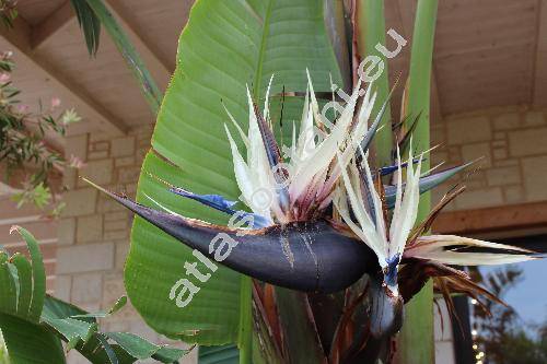 Strelitzia nicolai Regel et K. (Strelitzia alba subsp. nicolai (Regel et Krn) Maire et Weill., Strelitzia quensonii Lem.)