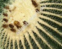 Echinocactus grusonii Hildm.