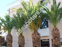 Phoenix canariensis Chab.