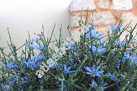 Cichorium spinosum L.