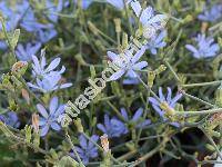 Cichorium spinosum L.