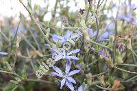 Cichorium spinosum L.