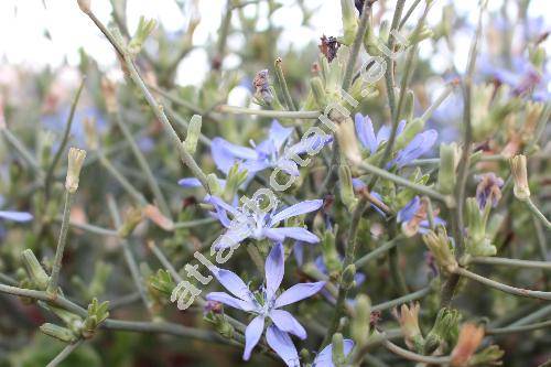 Cichorium spinosum L.