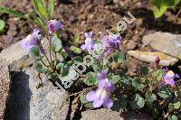 Cymbalaria pallida (Ten.) Wettst. (Antirrhinum pallidum Ten., Linaria)