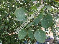 Populus tremula L.