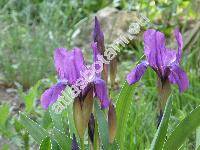 Iris aphylla L.