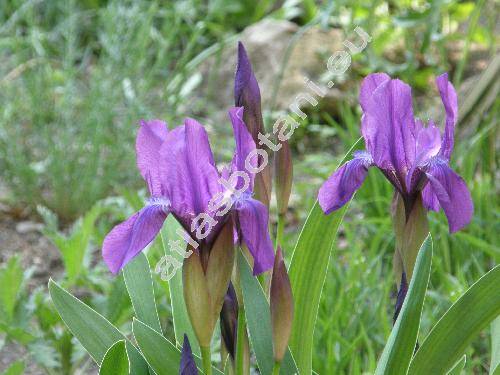 Iris aphylla L.