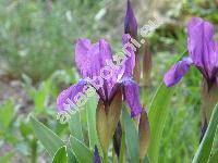 Iris aphylla L.