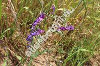 Vicia villosa Roth (Vicia villosa subsp. varia (Host) Corb., Vicia polyphylla Waldst. et Kit, Cracca villosa(Roth) Godr. et Gren., Ervum villosum (Roth) Trautv.)