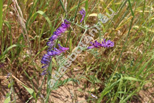 Vicia villosa Roth (Vicia villosa subsp. varia (Host) Corb., Vicia polyphylla Waldst. et Kit, Cracca villosa(Roth) Godr. et Gren., Ervum villosum (Roth) Trautv.)