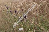 Allium oleraceum L.