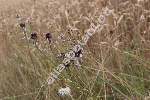 Allium oleraceum L.