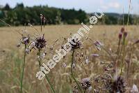 Allium oleraceum L.