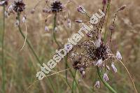 Allium oleraceum L.