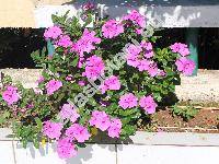 Catharanthus roseus (Catharanthus roseus (L.) Don, Vinca rosea L., Lochnera rosea (L.) Rchb. ex Schum.)