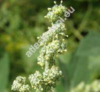 Chenopodium album L. (Chenopodium album agg.)