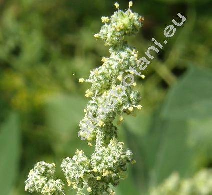 Chenopodium album L. (Chenopodium album agg.)