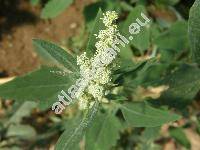 Chenopodium album L. (Chenopodium album agg.)