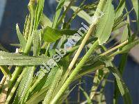 Digitaria sanguinalis (L.) Scop.