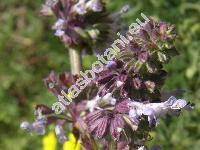 Salvia verticillata L. (Hormium verticillatum (L.) Mill., Salvia mollis D. Don, Covola verticillata (L.) Med.)