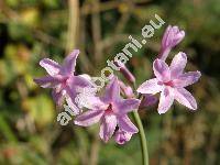 Tulbaghia violacea (Allium)