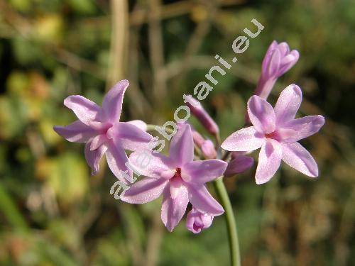 Tulbaghia violacea (Allium)