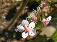 Darmera peltata (Torr.) Voss. (Saxifraga peltata Torr., Pentiphyllum peltatum)