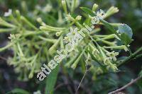 Cestrum nocturnum L. (Habrothamnus)