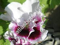 Pelargonium grandiflorum (Pelargonium grandiflorum (Andrews) Willd.)