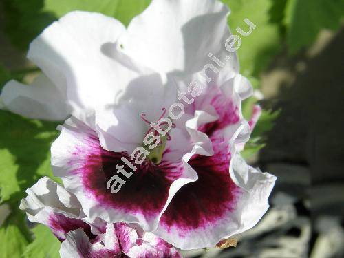 Pelargonium grandiflorum (Pelargonium grandiflorum (Andrews) Willd.)