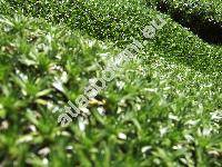 Azorella trifurcata (Gaertn.) Pers. (Azorella glebaria A. Gray)