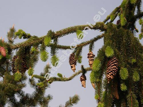 Picea abies 'Virgata'