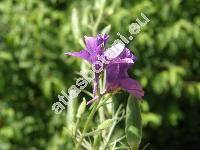 Consolida ajacis auct. (Delphinium ajacis, Consolida ambigua (L.) Ball et Heyw., Delphinium ambiguum L.)