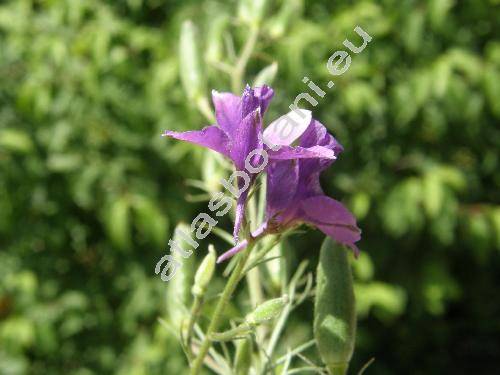 Consolida ajacis auct. (Delphinium ajacis, Consolida ambigua (L.) Ball et Heyw., Delphinium ambiguum L.)