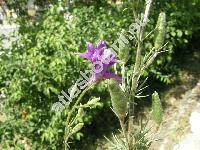 Consolida ajacis auct. (Delphinium ajacis, Consolida ambigua (L.) Ball et Heyw., Delphinium ambiguum L.)